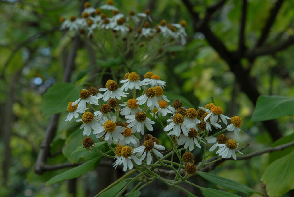 giant daisy tree