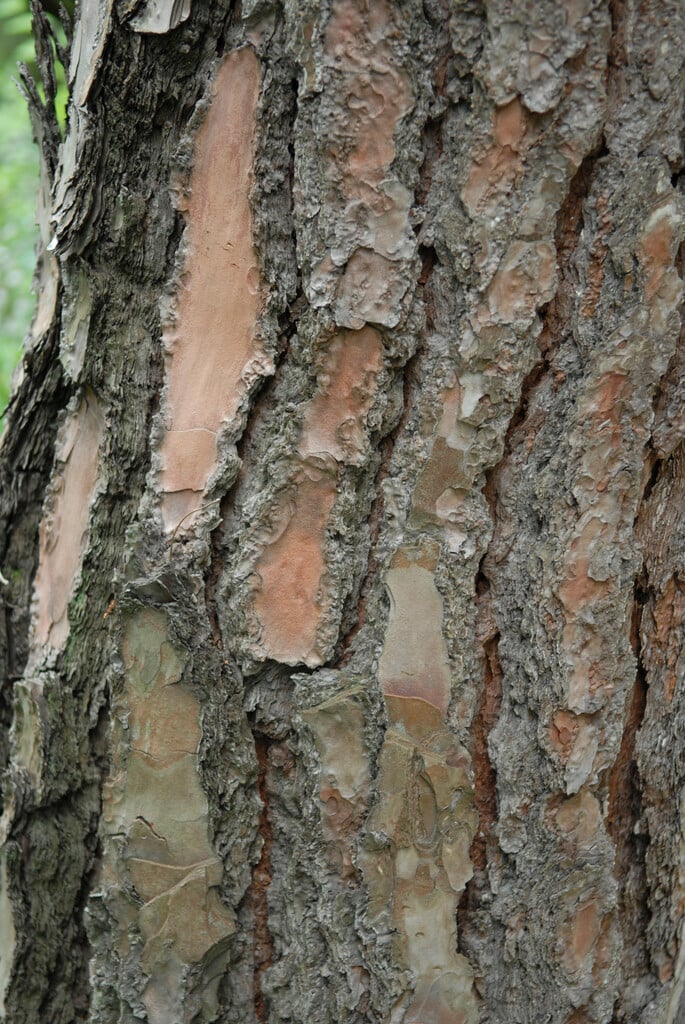 Canary Islands pine