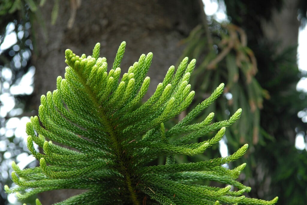 New Caledonian pine