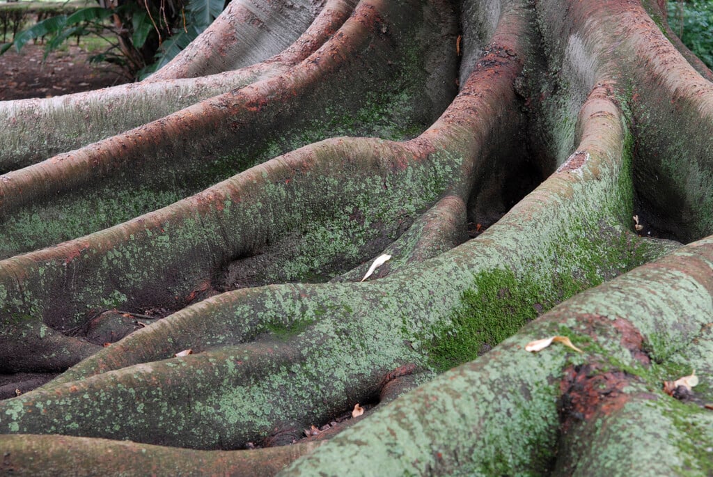 Australian banyan