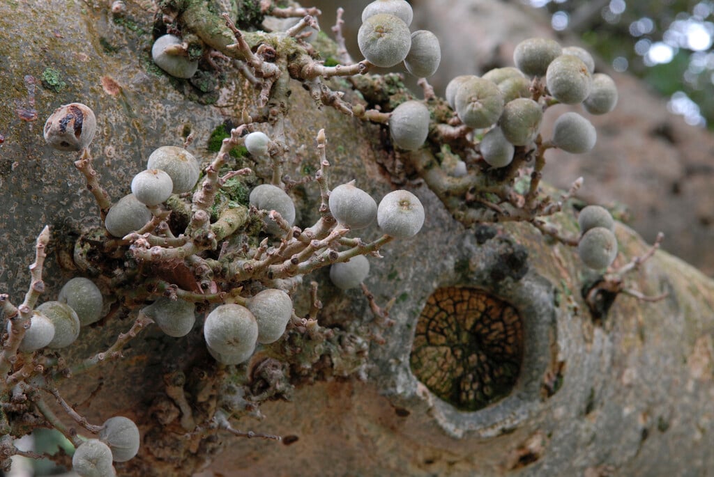 sycamore fig