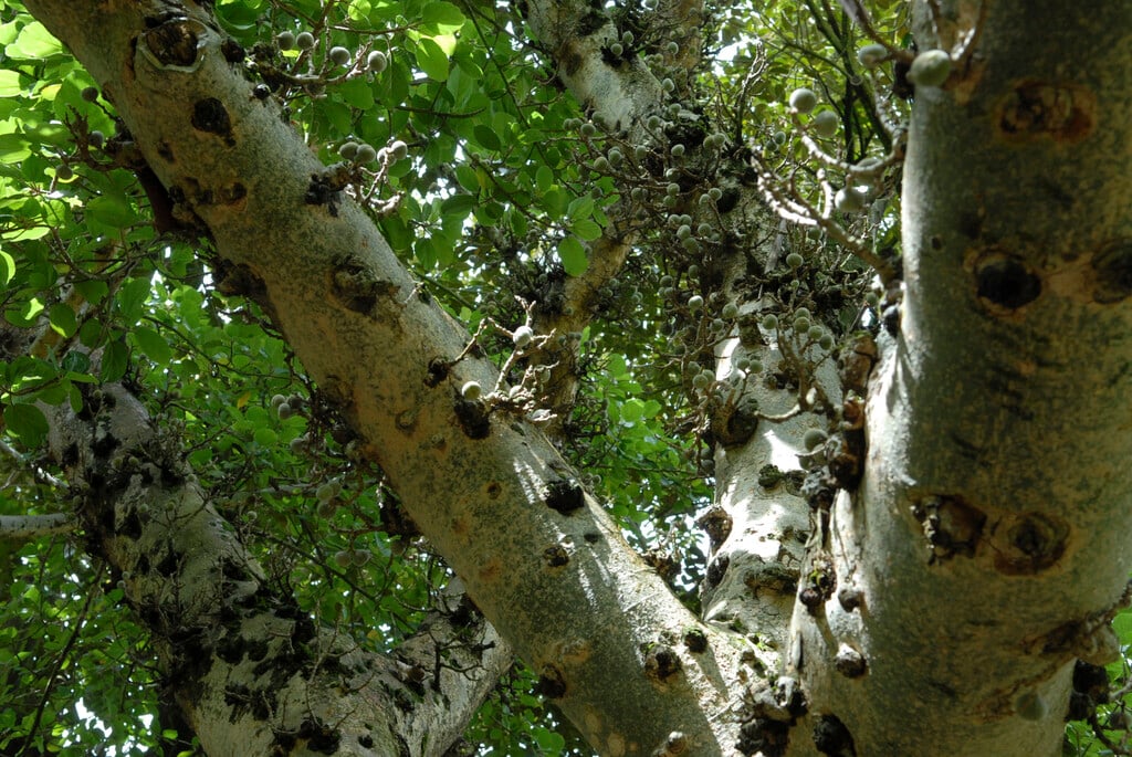 sycamore fig