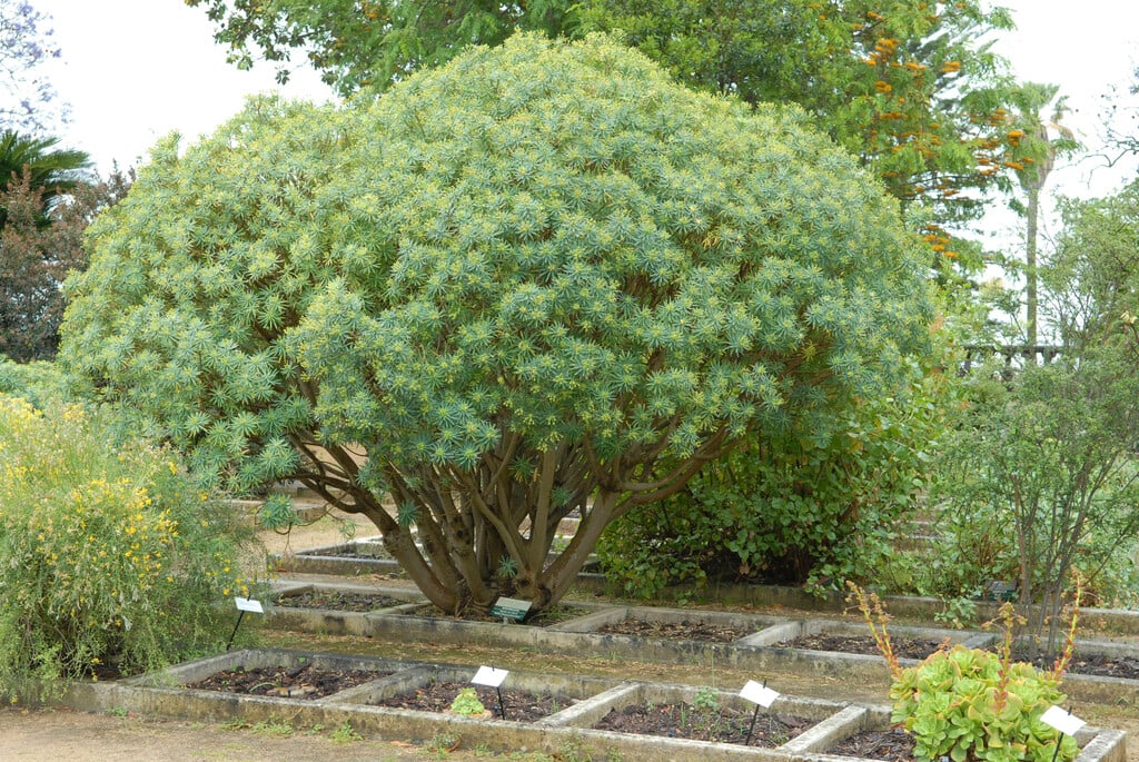 <i>Euphorbia</i> <i>piscatoria</i>