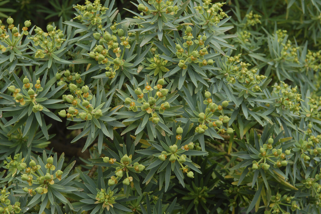 <i>Euphorbia</i> <i>piscatoria</i>