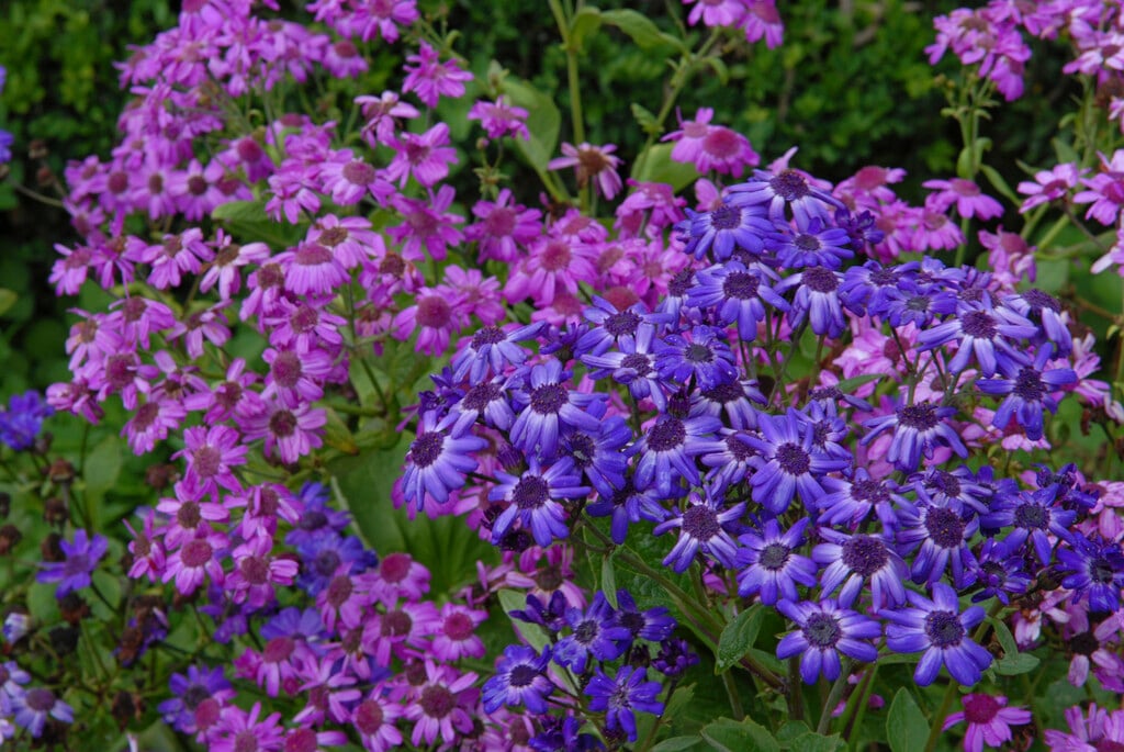 cineraria