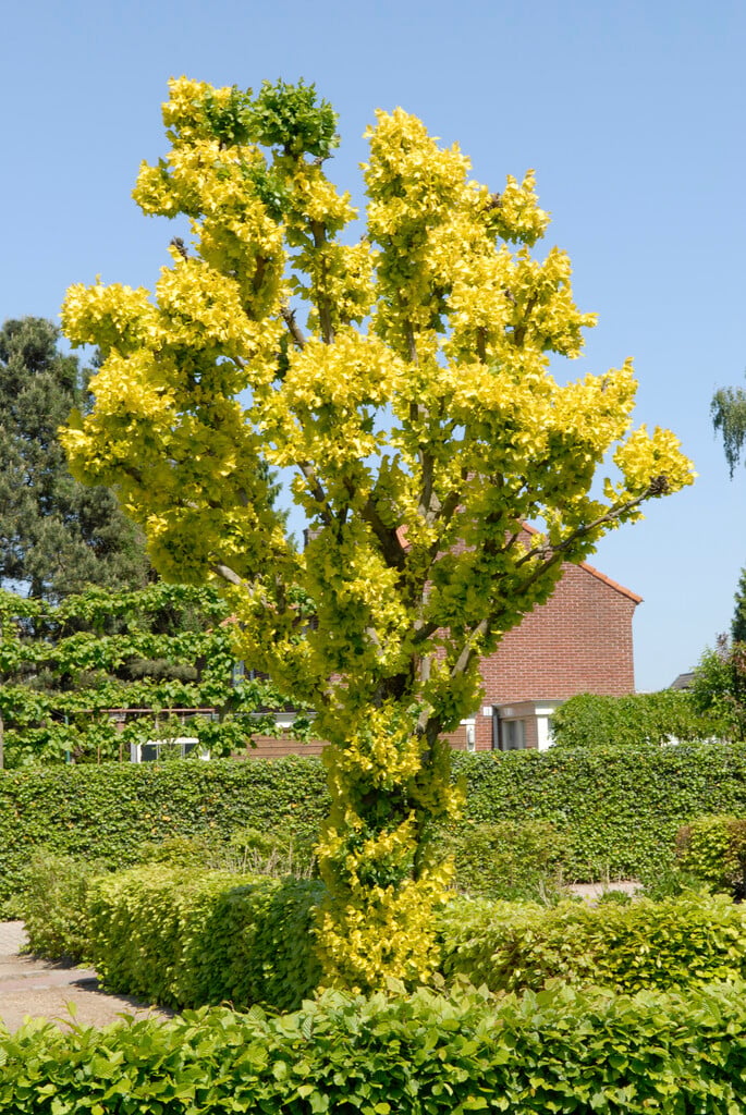 Dutch elm 'Dampieri Aurea'