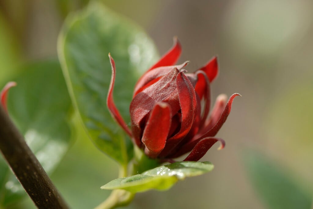 Carolina allspice