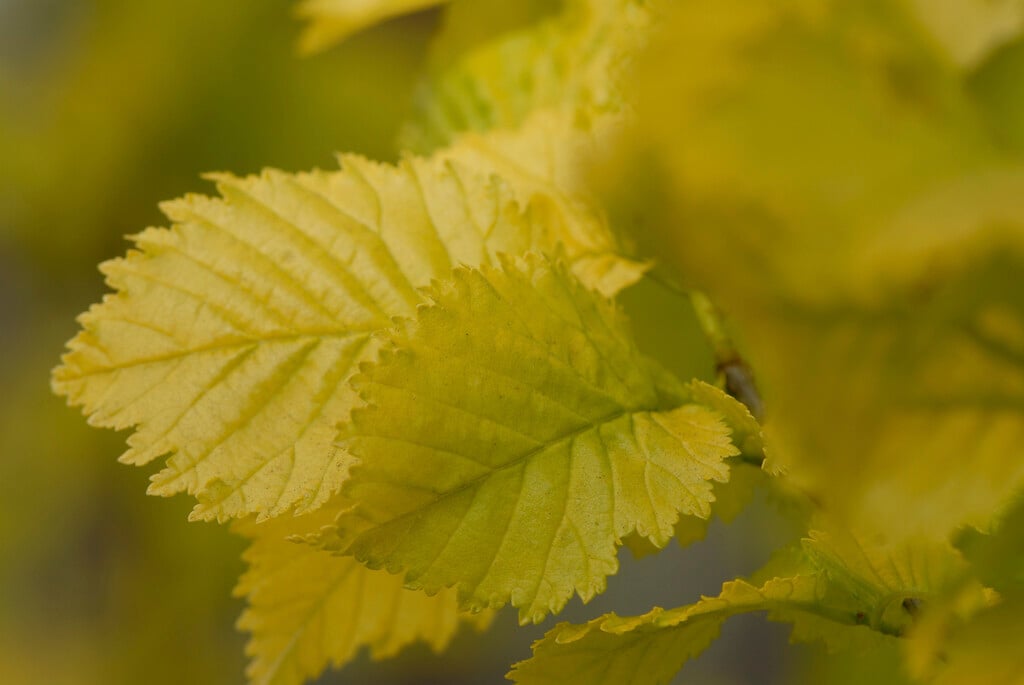 Dutch elm 'Dampieri Aurea'
