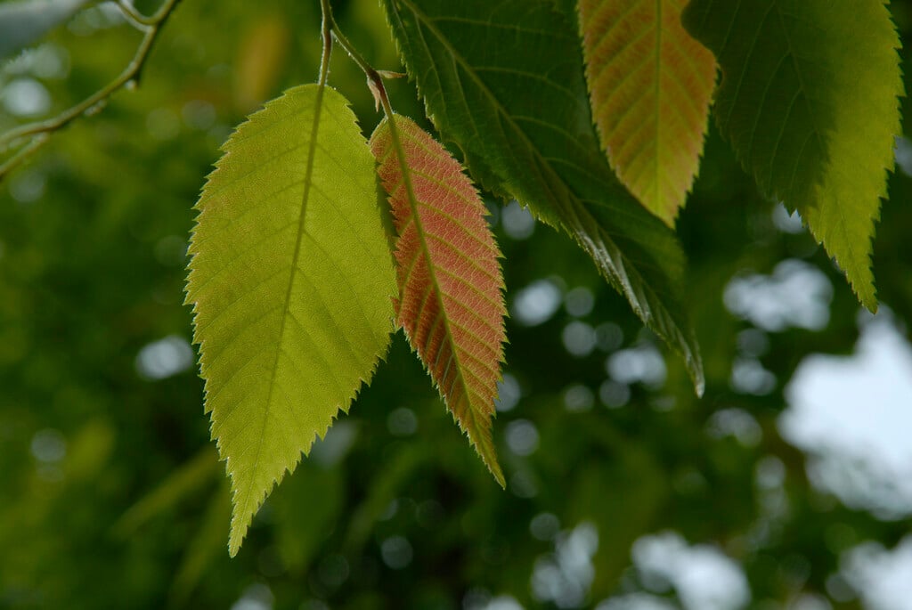 <i>Ostrya</i> <i>japonica</i>