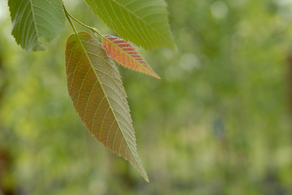 <i>Ostrya</i> <i>japonica</i>