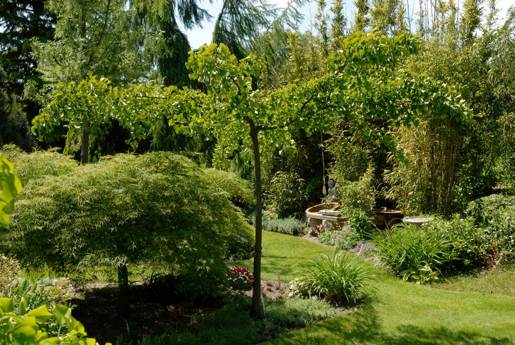 maidenhair tree 'Horizontalis'