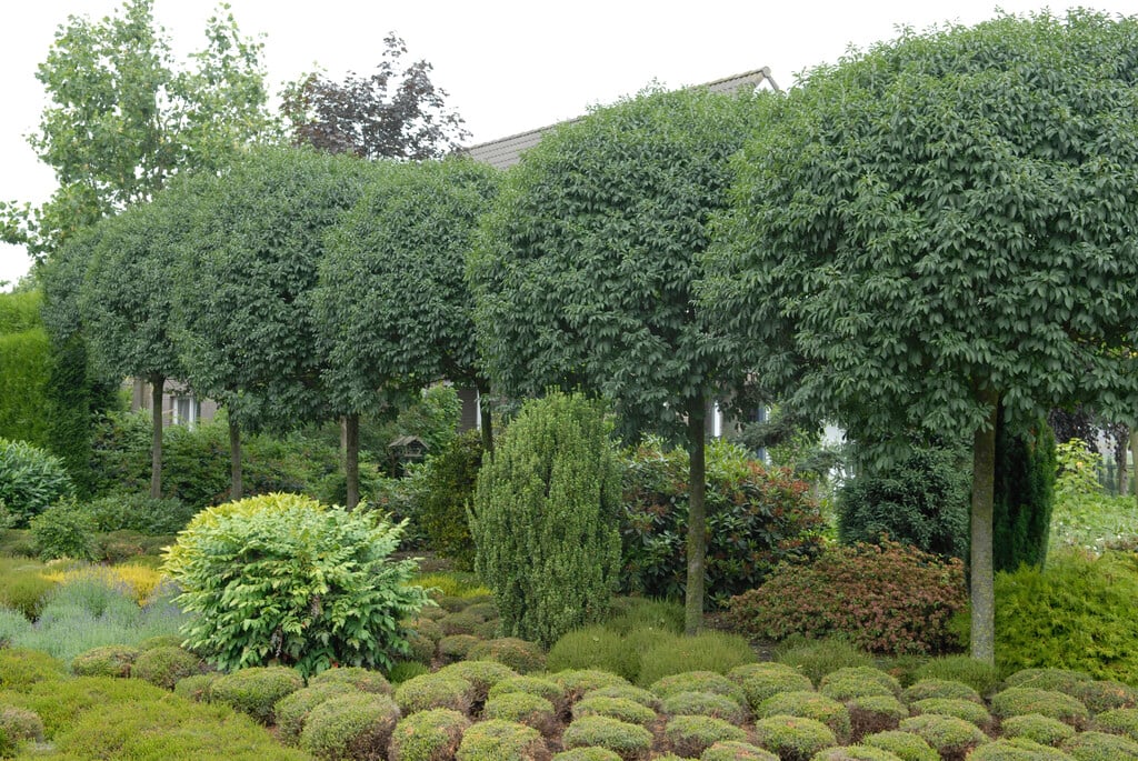 <i>Fraxinus</i> <i>ornus</i> 'Mecsek'