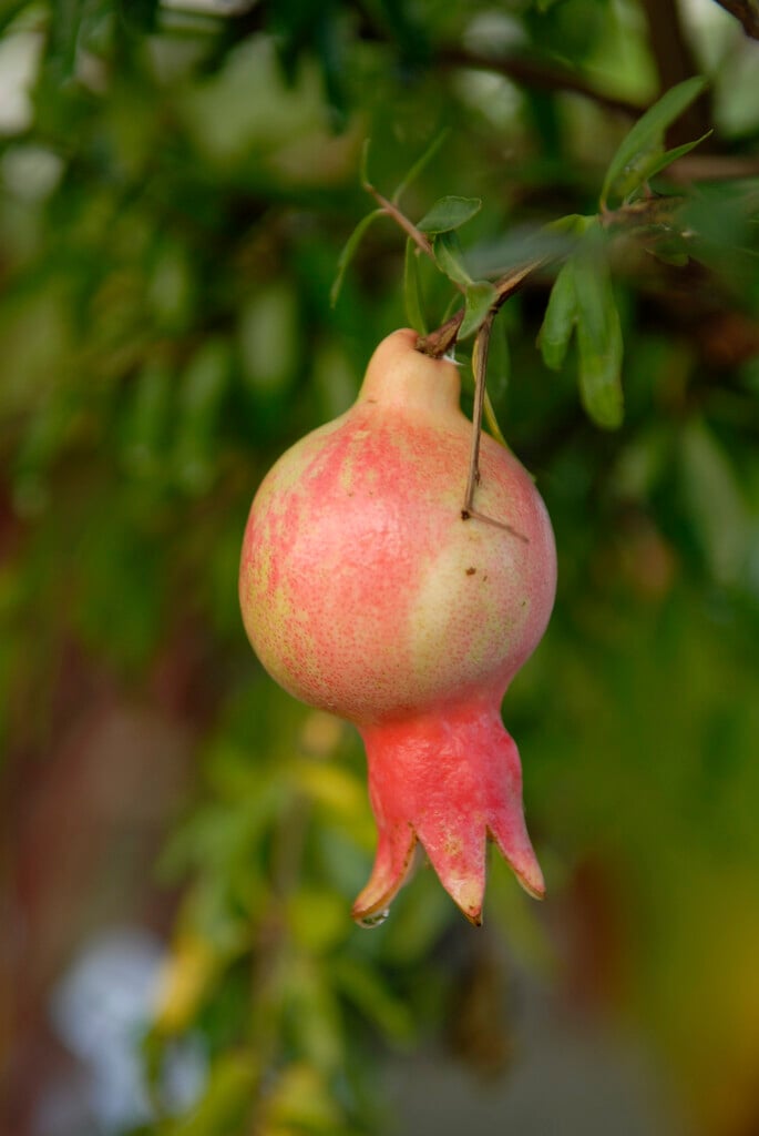 pomegranate