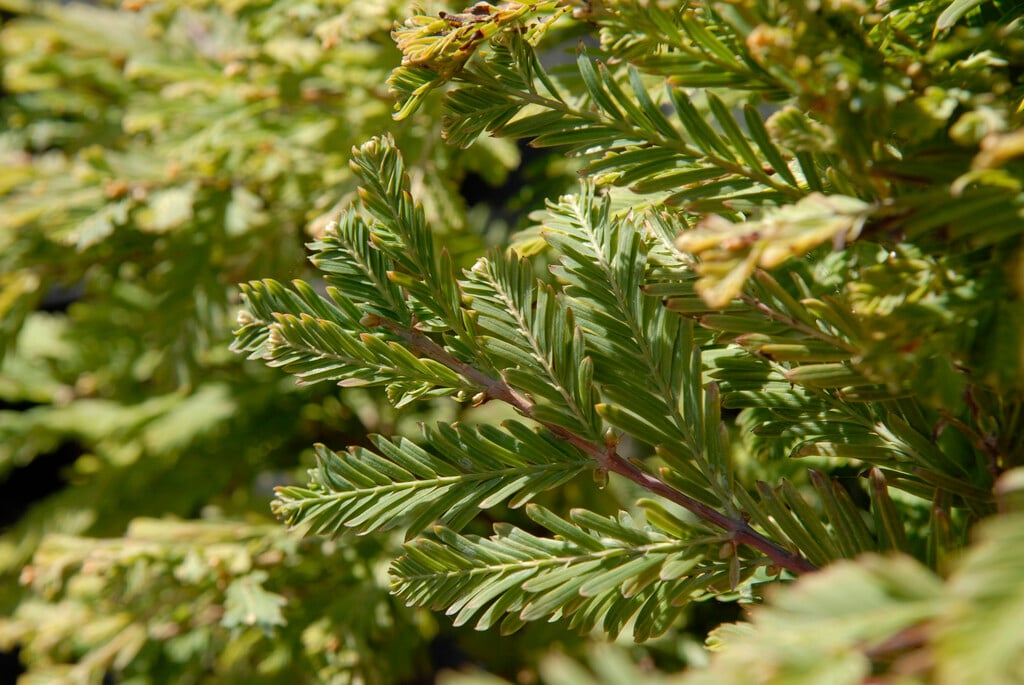 dawn redwood 'Schirrmann's Nordlicht'