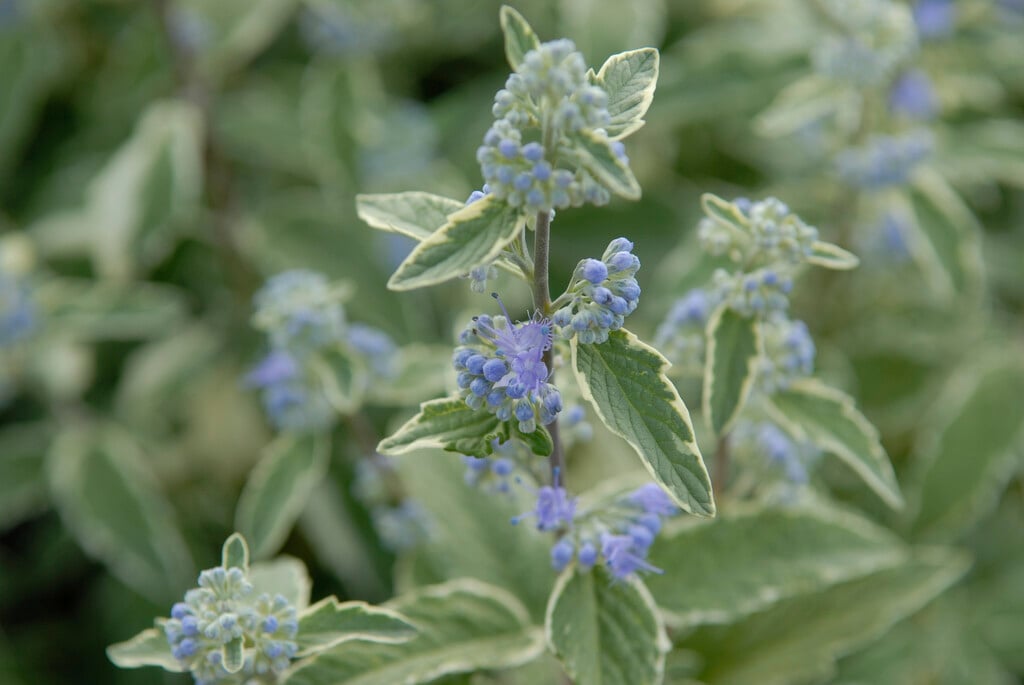 bluebeard 'White Surprise'