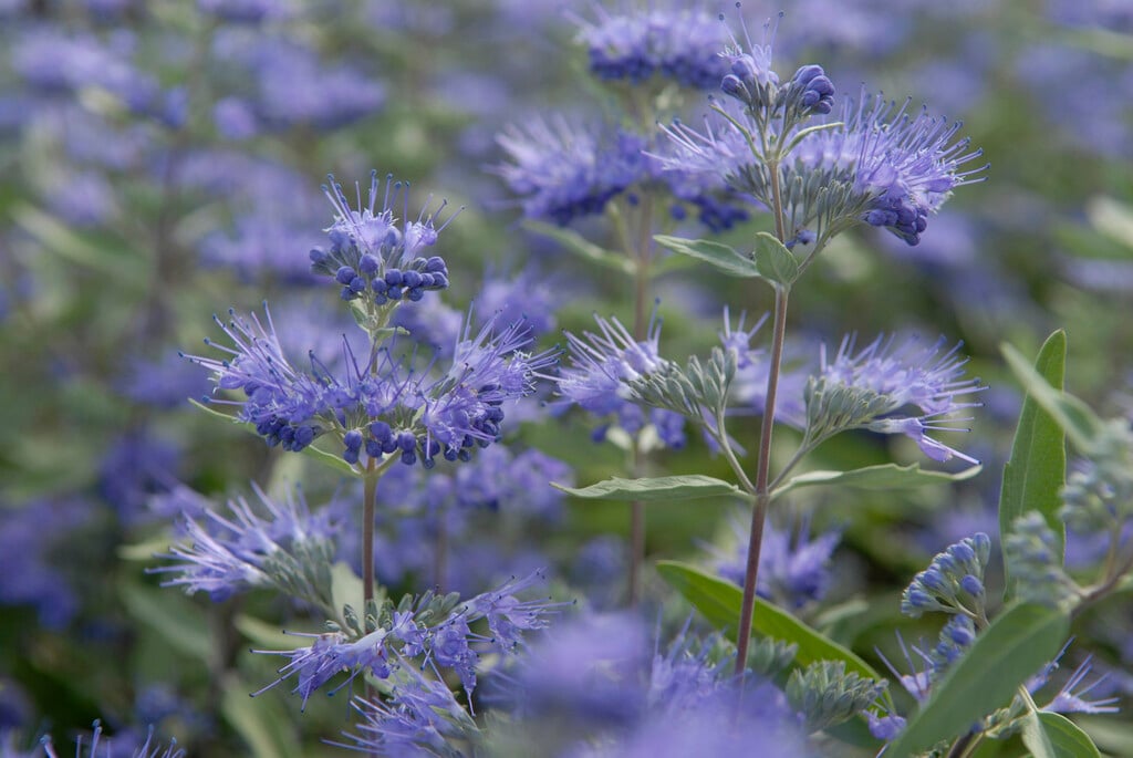 bluebeard 'Heavenly Blue'