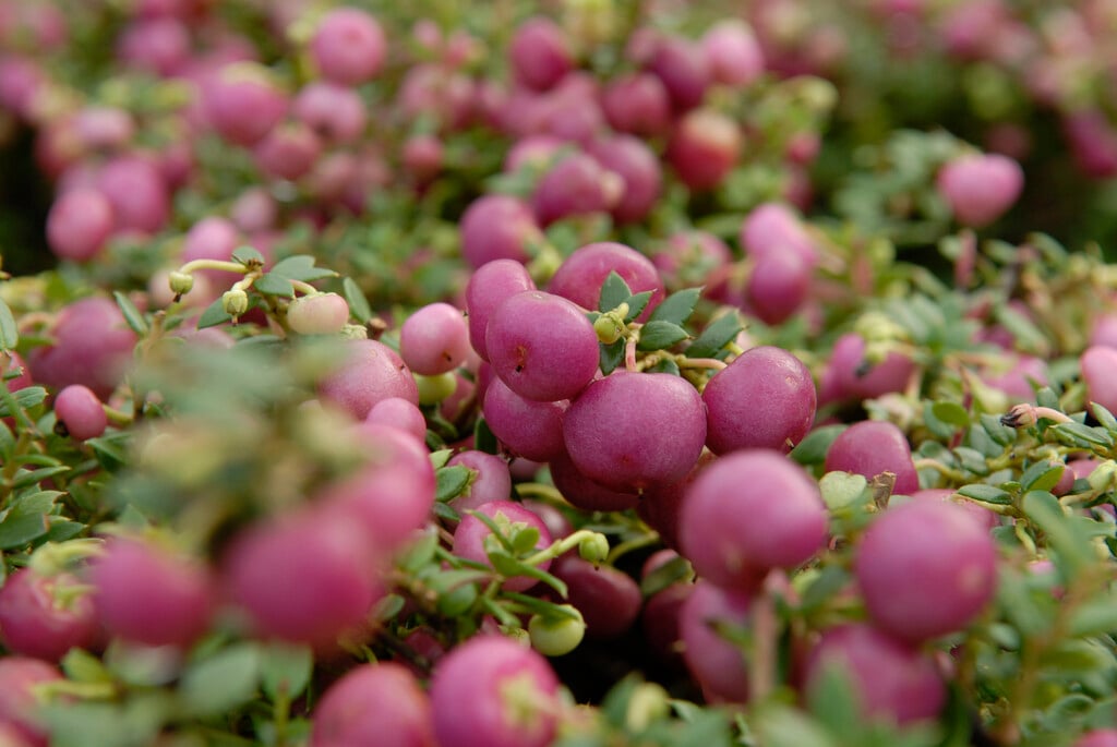 <i>Gaultheria</i> <i>mucronata</i> 'Rosea' (f)