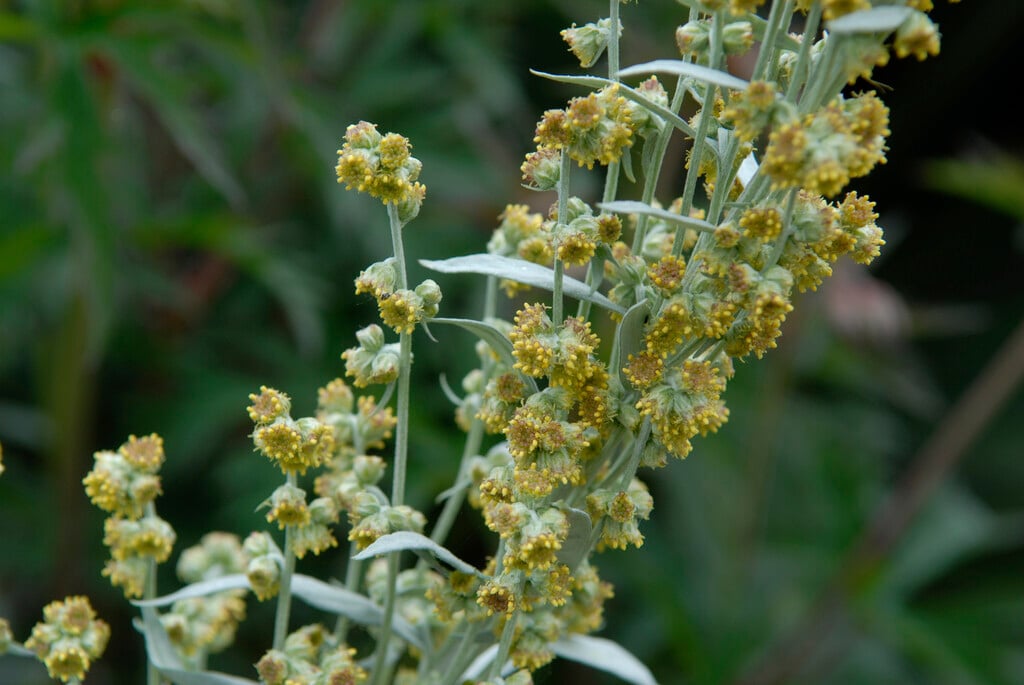 western mugwort 'Valerie Finnis'