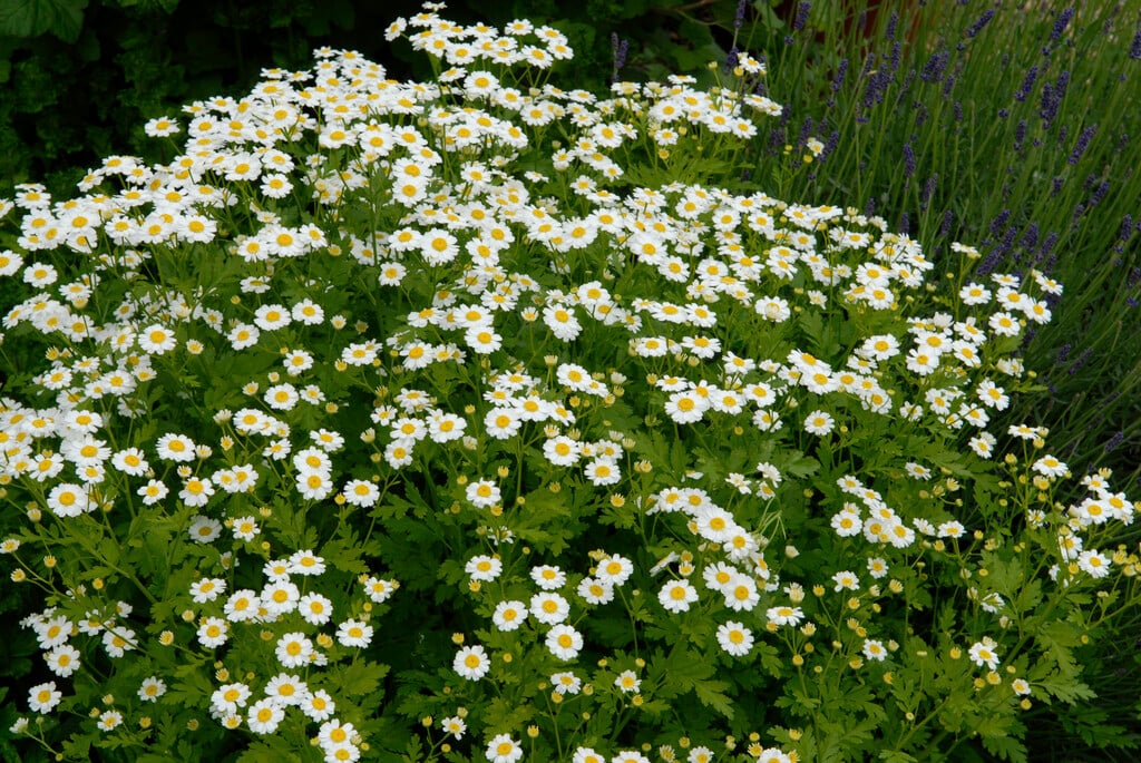 feverfew