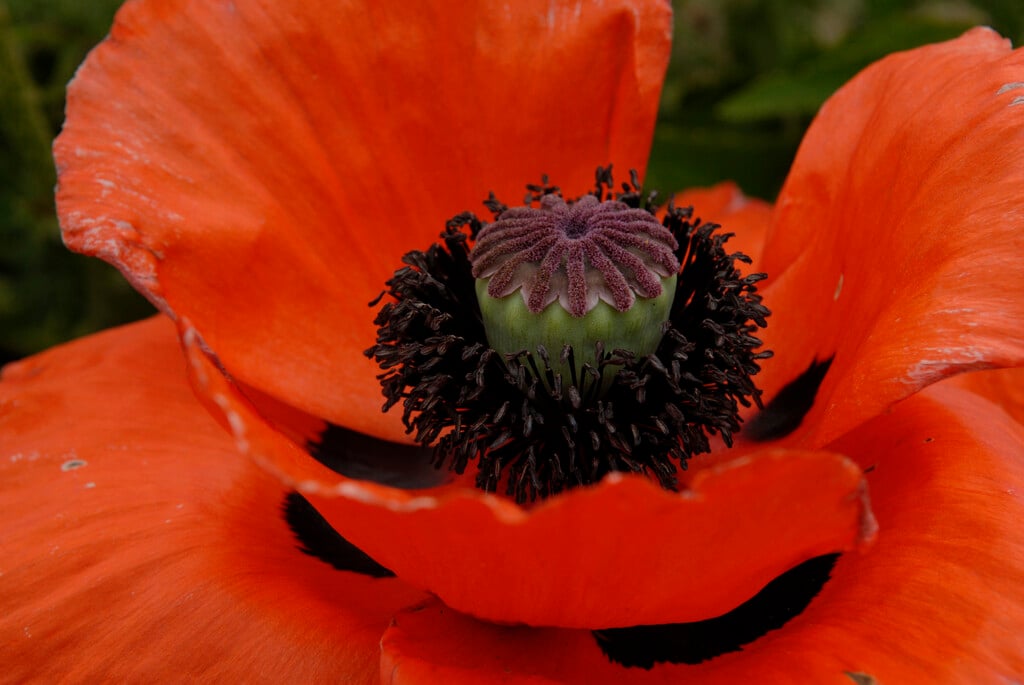 oriental poppy 'Marcus Perry'