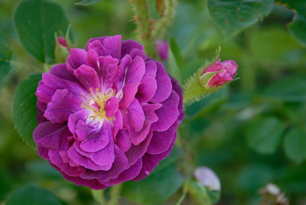 rose 'Henri Martin'