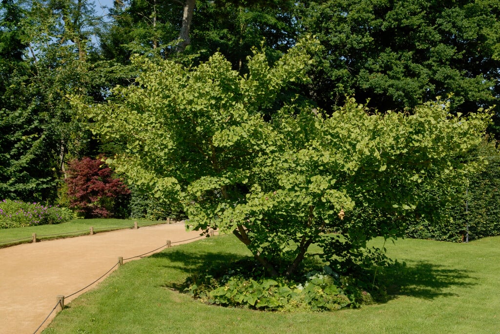 maidenhair tree 'Horizontalis'