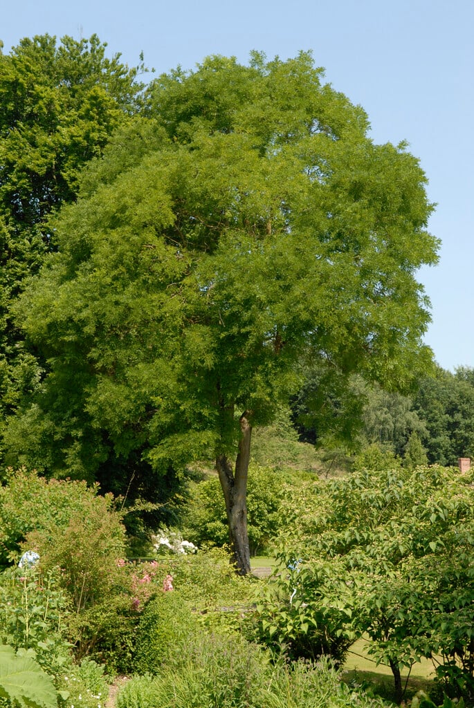 Japanese pagoda tree