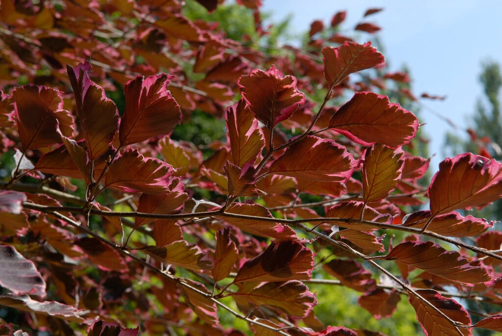 Fagus sylvatica 'Purpurea Tricolor' (v)|beech 'Purpurea Tricolor'/RHS  Gardening