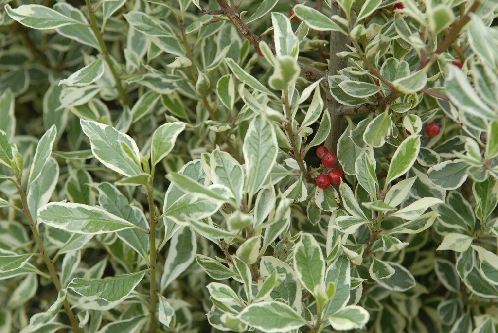 Italian buckthorn 'Argenteovariegata'