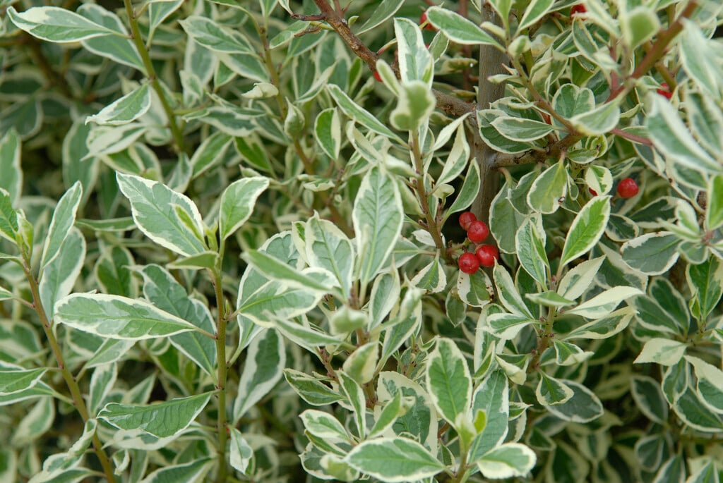 Italian buckthorn 'Argenteovariegata'