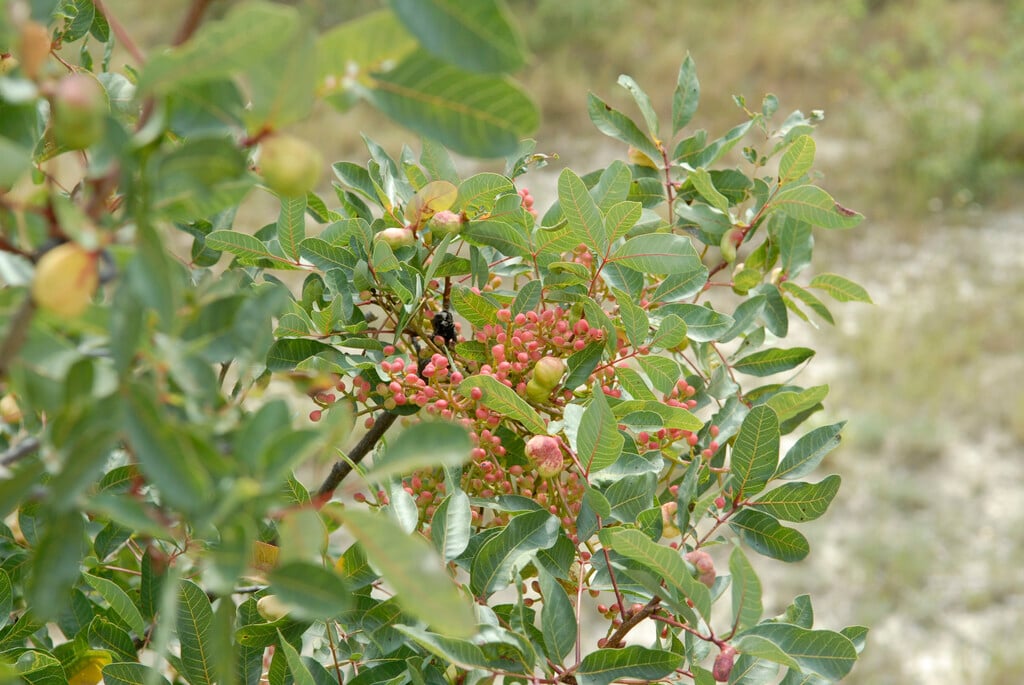 turpentine tree