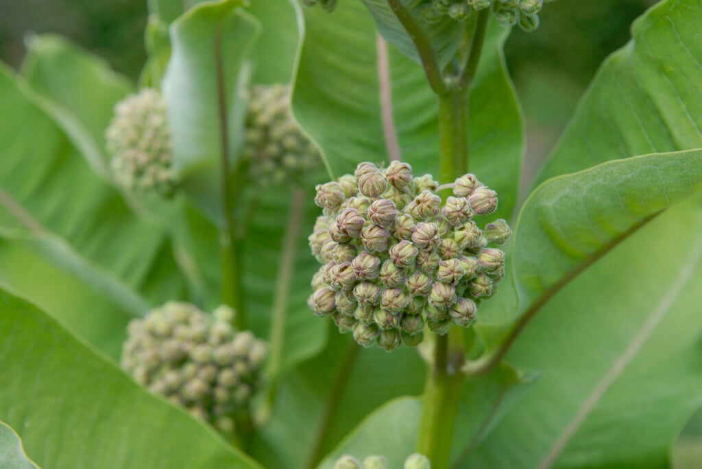 <i>Asclepias</i> <i>speciosa</i>