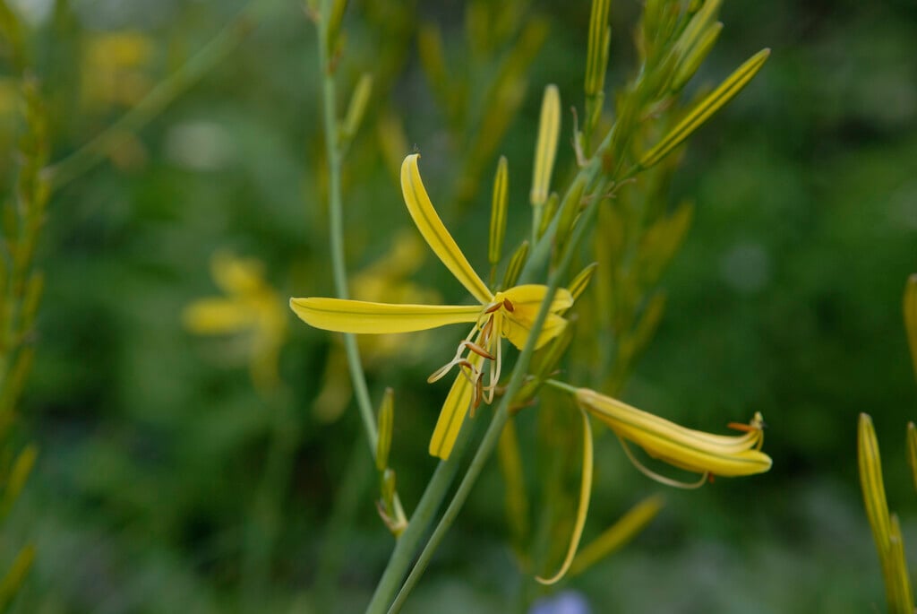 Liburne asphodel