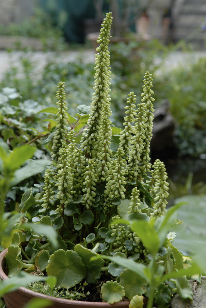 navelwort