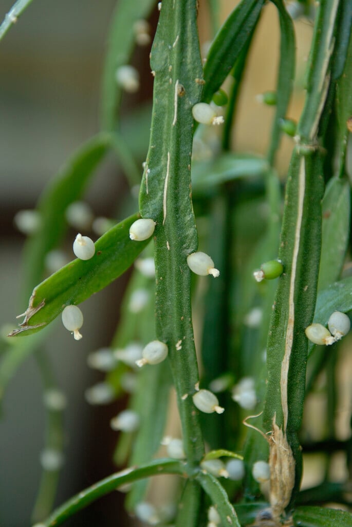 <i>Pseudorhipsalis</i> <i>ramulosa</i>