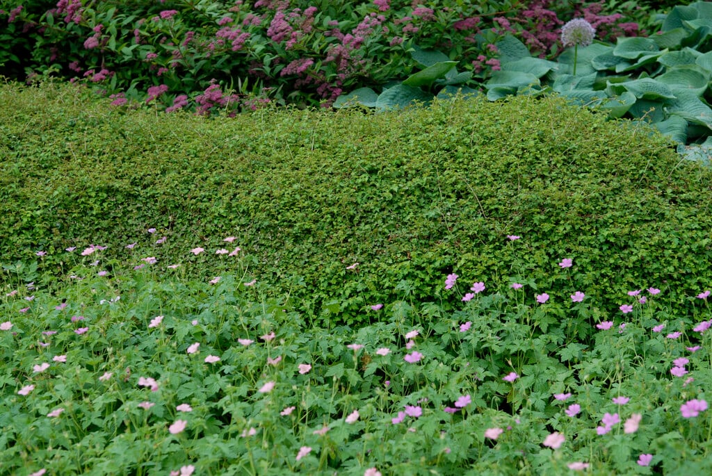 lace shrub 'Crispa'