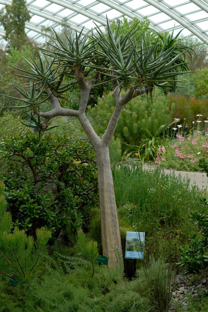 quiver tree