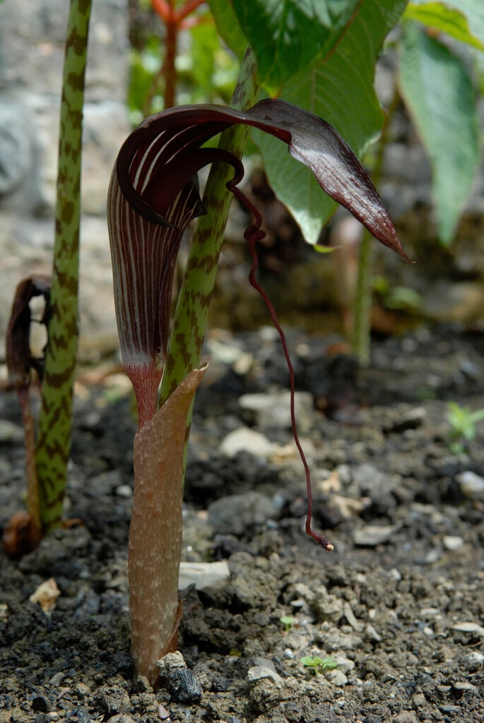 <em>Arisaema</em> <em>speciosum</em>