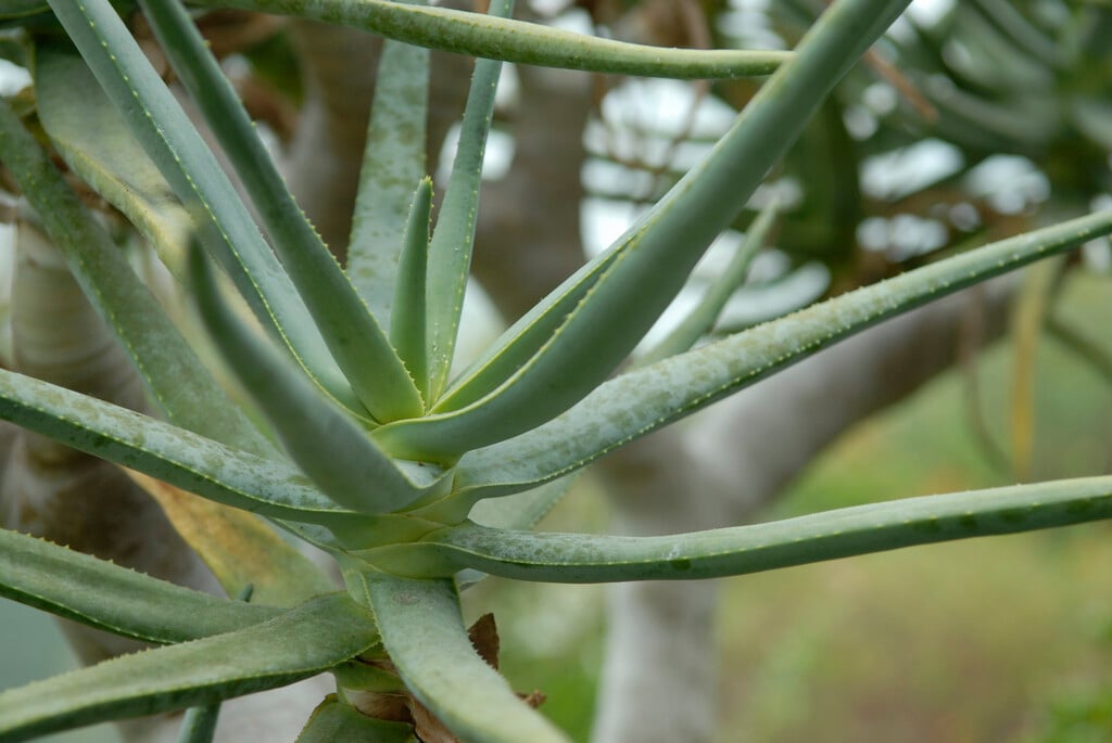 quiver tree