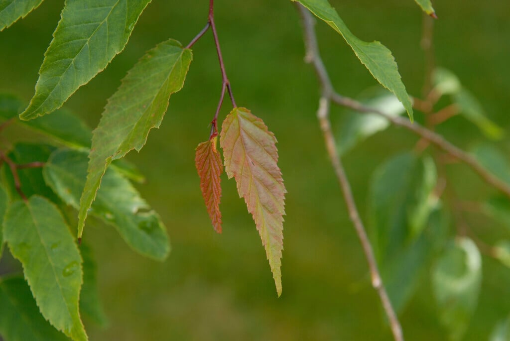 <i>Carpinus</i> <i>viminea</i>