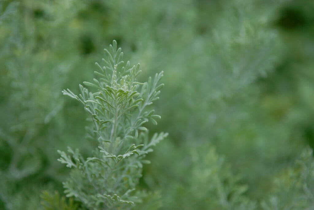 <em>Lavandula</em> × <em>christiana</em>