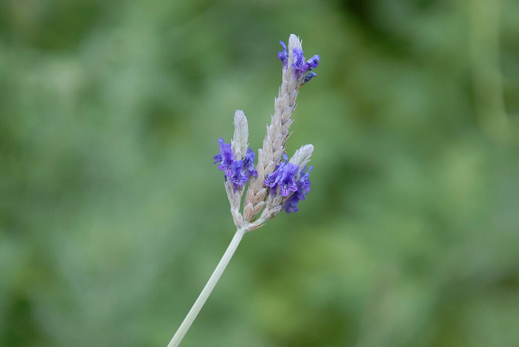 <em>Lavandula</em> × <em>christiana</em>