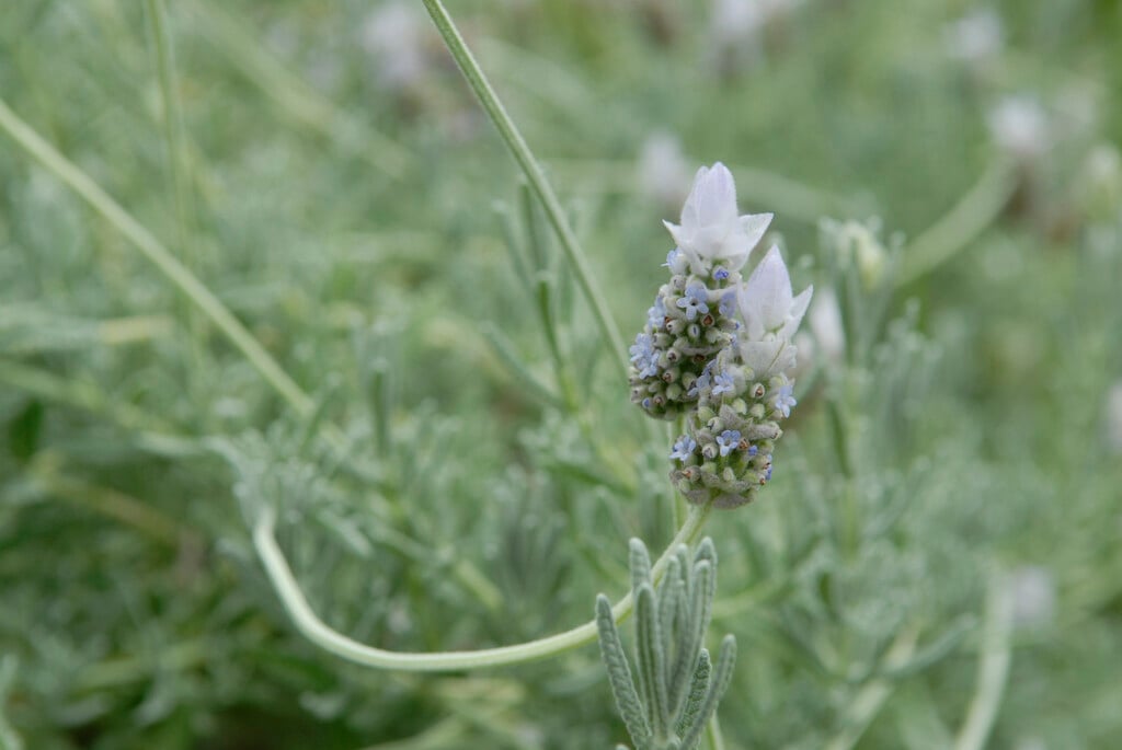 hoary-white French lavender