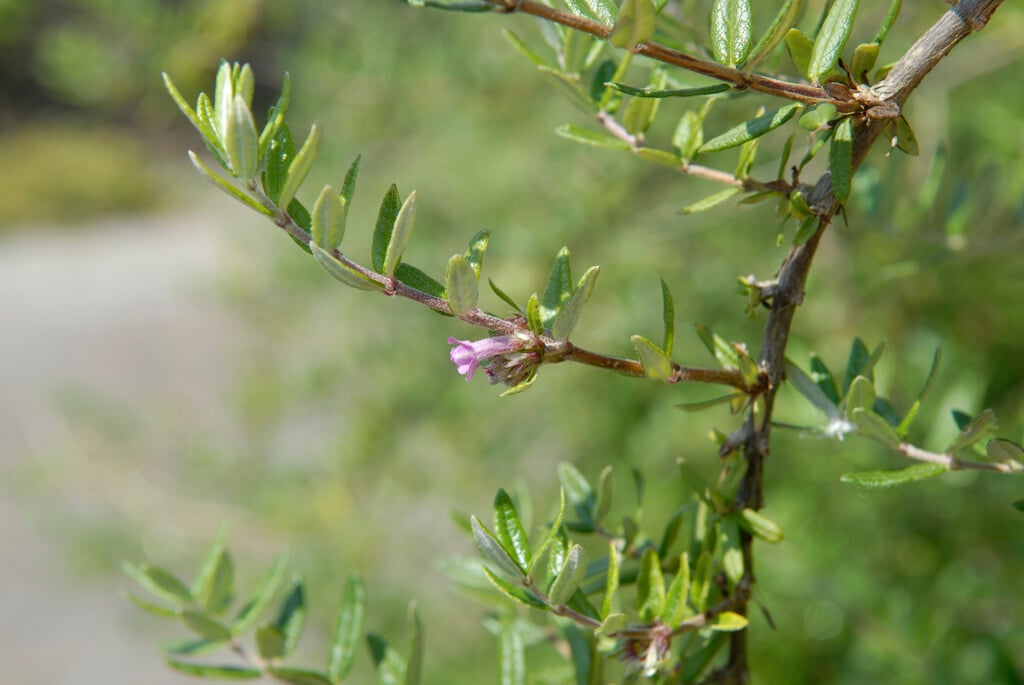 Albert's honeysuckle