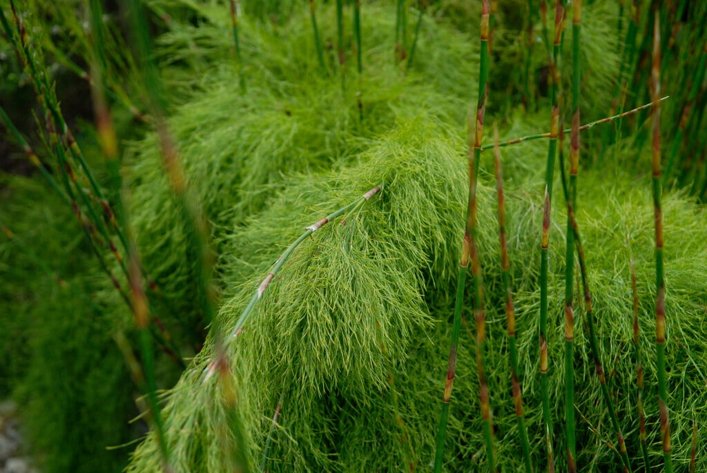 <i>Rhodocoma</i> <i>gigantea</i>