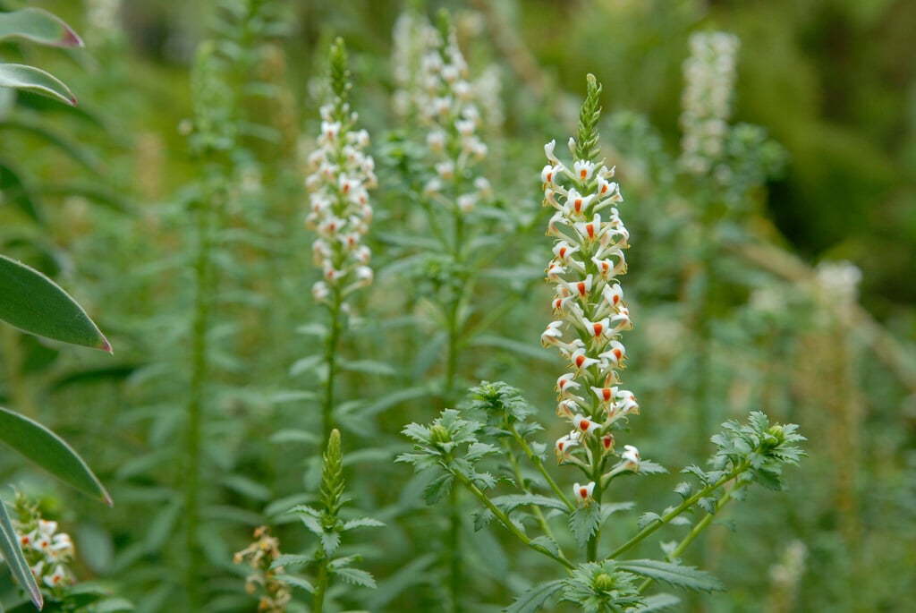 cat's tail