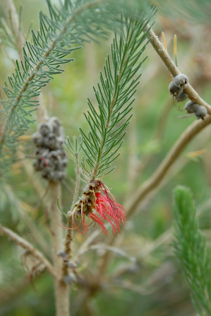 common net bush
