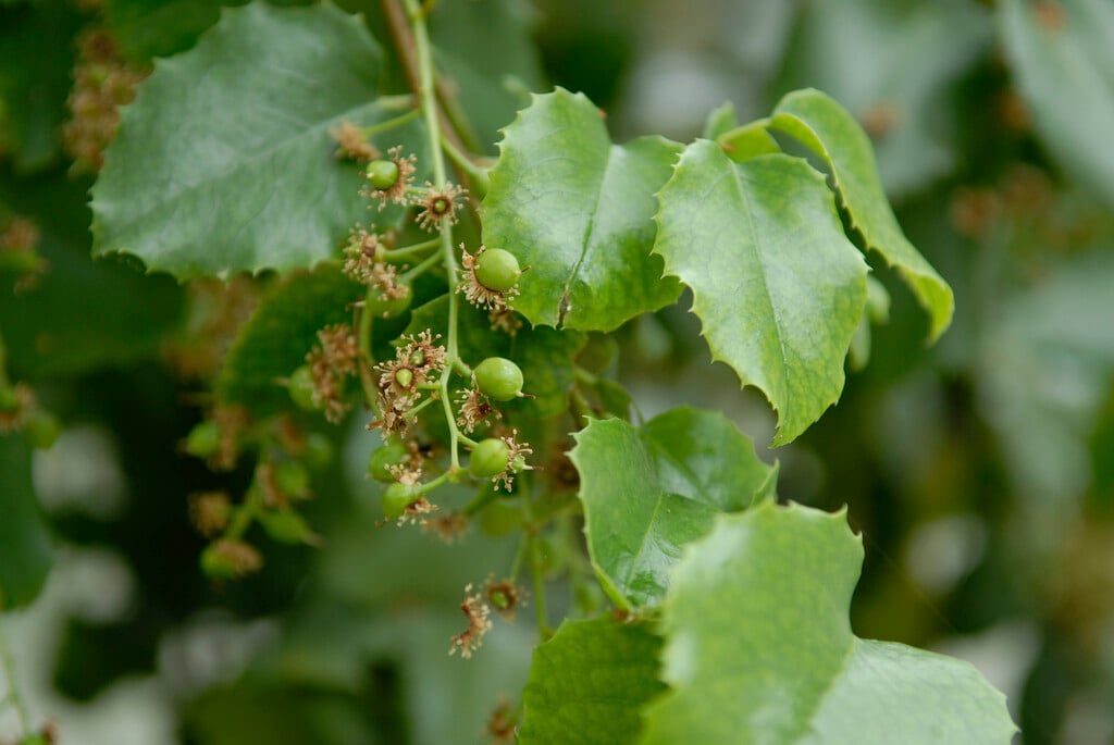 Catalina currant