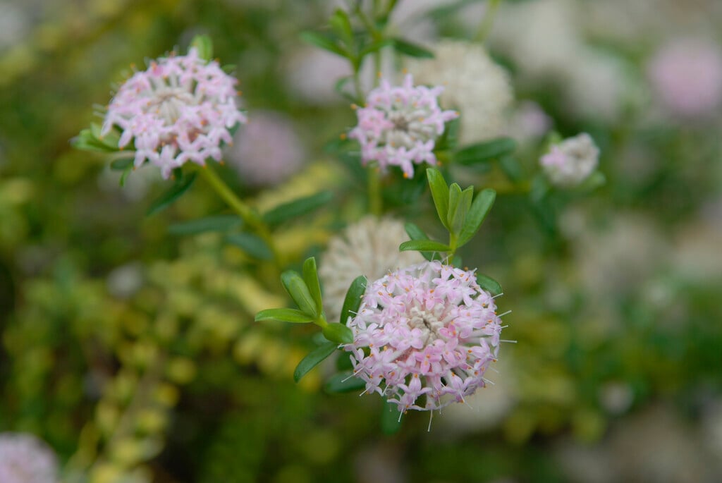 <i>Pimelea</i> <i>ferruginea</i>