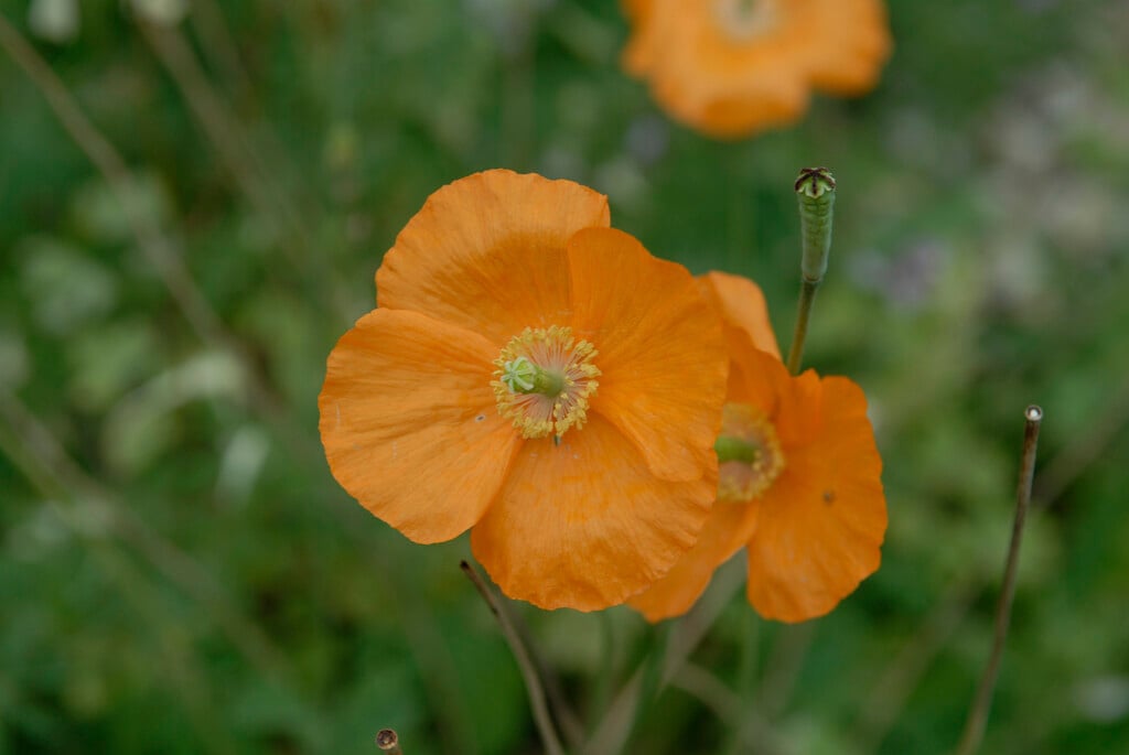 western poppy